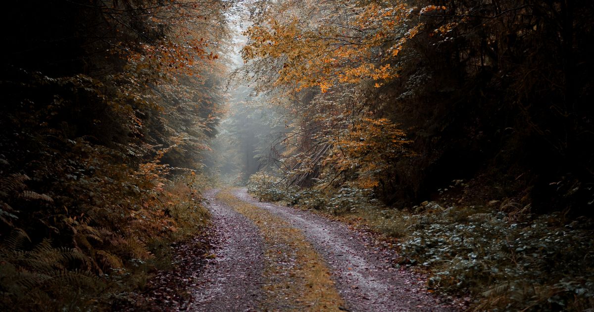 Carte forestière interactive : le module qui change tout pour les transporteurs de bois