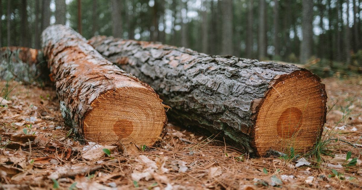 Essences de bois et transport : les spécificités que tout grumier doit connaître